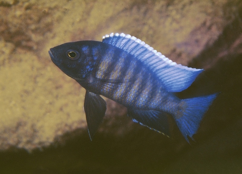Copadichromis sp. 'kawanga' Hora Mhango